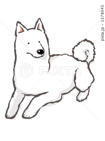 伏せをする白い日本犬のイラスト素材