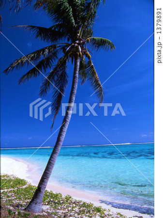 渚の椰子 1379891