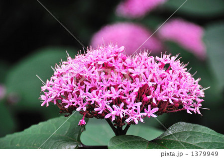 ボタンクサギ 1379949