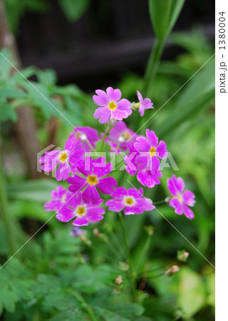 五輪草の花の写真素材