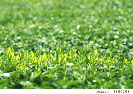 茶畑 1380193