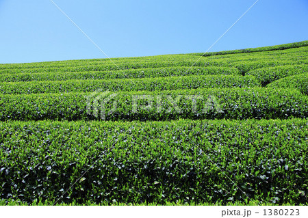 茶畑 1380223