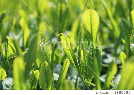 茶畑 茶畑 1380296