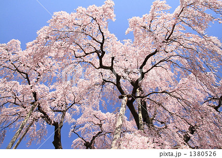 三春の滝桜 三春の滝桜 1380526