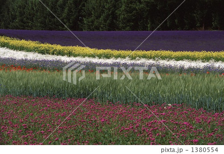 富良野の花畑 1380554