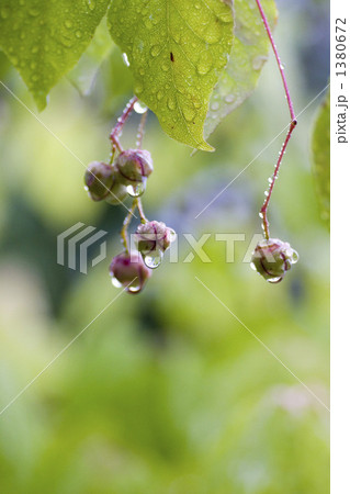 ツリバナの実 1380672