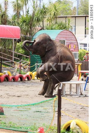 座る子象 座る子象 1380843