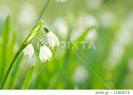 すずらんすいせん 1380873