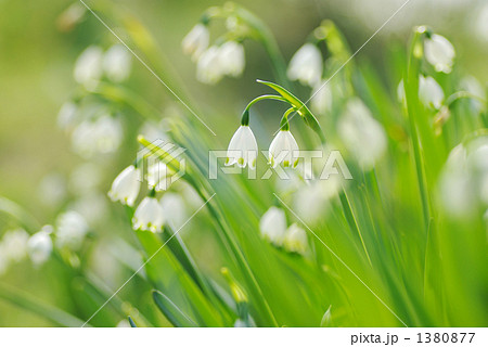 すずらんすいせん すずらんすいせん 1380877