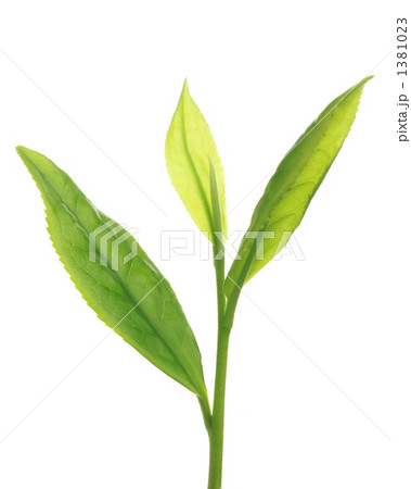 チャ‘べにふうき’ 1381023