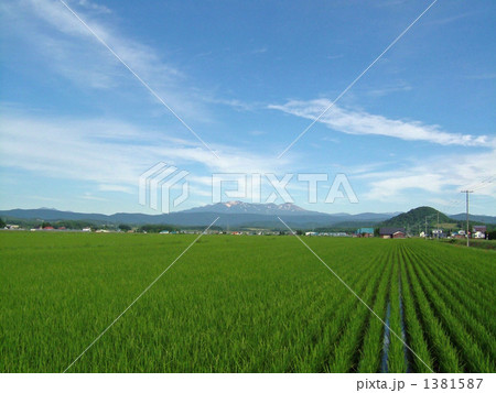 水田と大雪山 1381587
