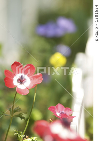 アネモネの花 アネモネの花 1381624