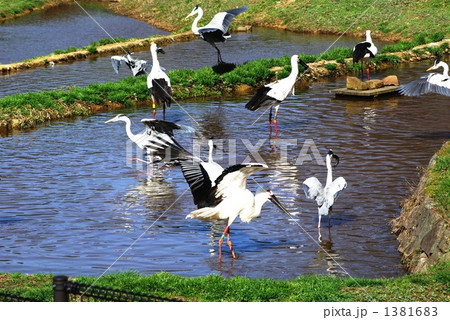 コウノトリの餌を食べている時間で競い合って食べています 1381683