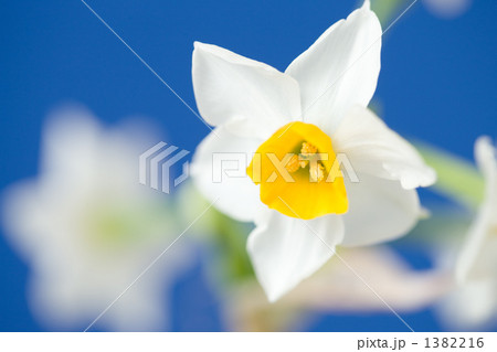 スイセンの花 1382216