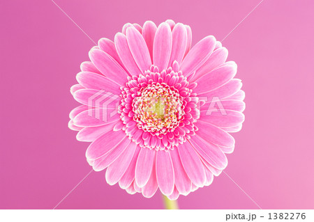 ガーベラの花 ガーベラの花 1382276