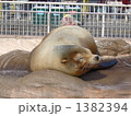 お昼寝中のアザラシ 1382394