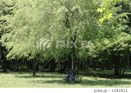 新緑の公園 新緑の公園 1382621