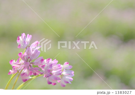 れんげの花 1383027