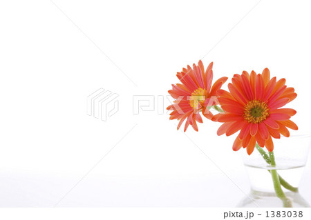 オレンジ色のガーベラ 1383038