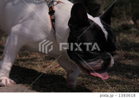 ひっぱって 1383618