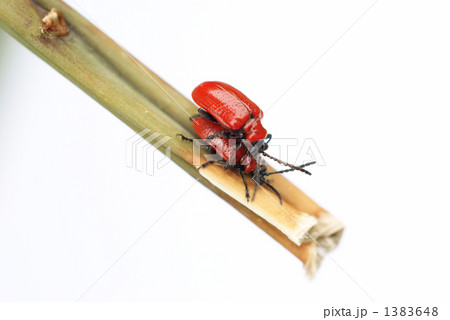 スカーレットリリィビートル 1383648