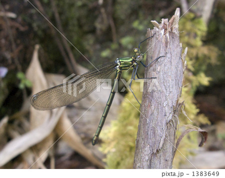 ニホンカワトンボ 1383649