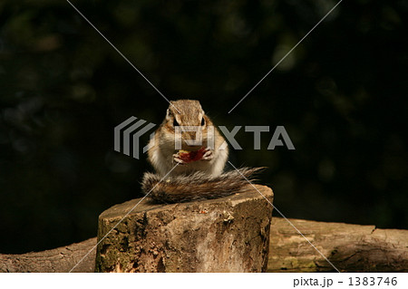 シマリスの食事3 正面しっぽ巻き の写真素材 シマリスの食事3 正面しっぽ巻き の写真素材
