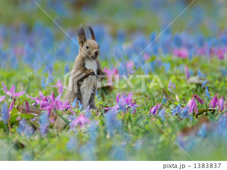 浦臼神社のお花畑でカタクリとエゾエンゴサクがまんかい 浦臼神社のお花畑でカタクリとエゾエンゴサクがまんかい 1383837