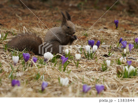 エゾリスが雄大な北海道を満喫 1383844