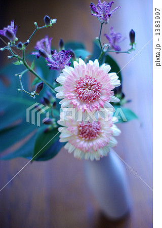 ガーベラとホトトギス ガーベラとホトトギス 1383997