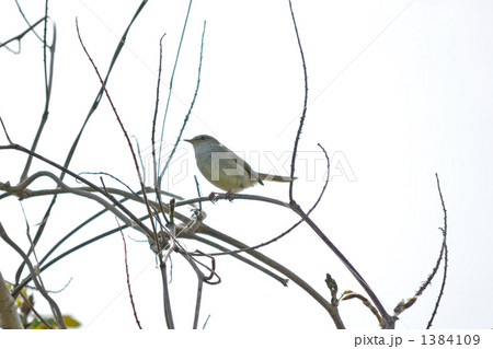 うぐいす 1384109