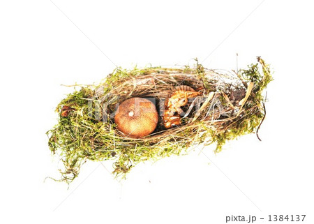 小鳥の古巣 1384137