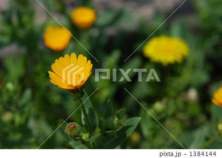 植物 フユシラズ(冬知らず) キク科 植物 フユシラズ(冬知らず) キク科 1384144