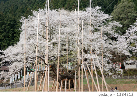 根尾の淡墨桜 根尾の淡墨桜 1384212