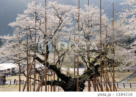 根尾の淡墨桜 1384216