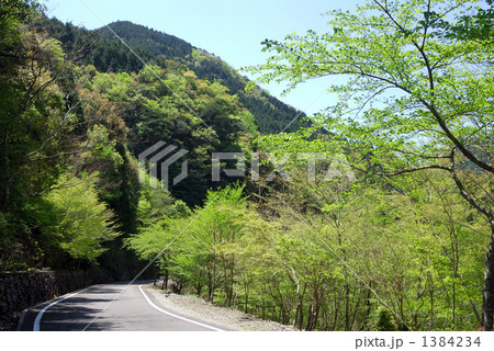 新緑の道 新緑の道 1384234