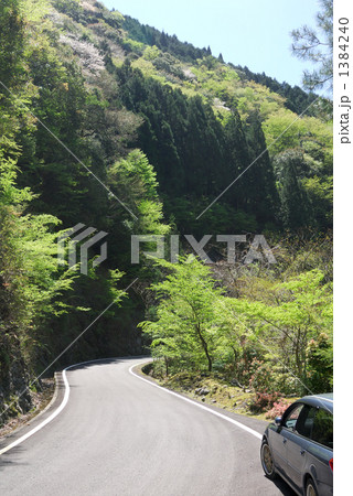 新緑の道 新緑の道 1384240