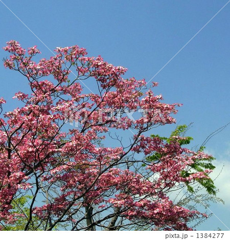 ハナミズキと青空 1384277