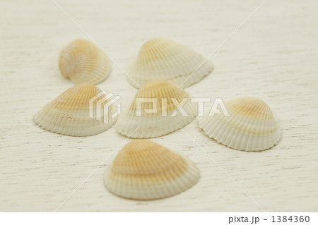 貝殻 1384360
