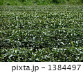 茶畑　（横） 1384497