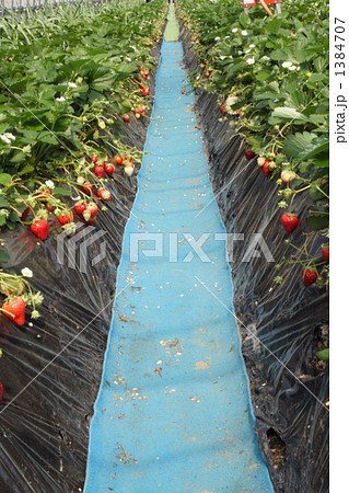 イチゴ農園 1384707