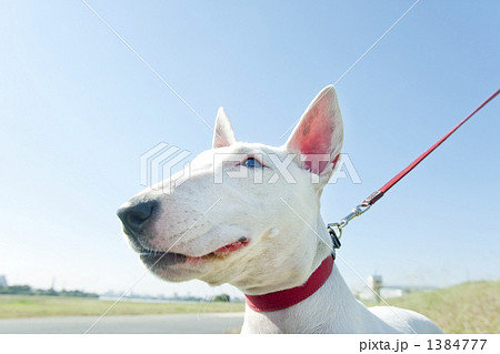 散歩するミニチュアブルテリア 散歩するミニチュアブルテリア 1384777