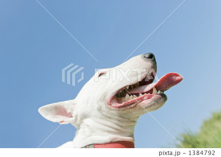 散歩するミニチュアブルテリア 1384792