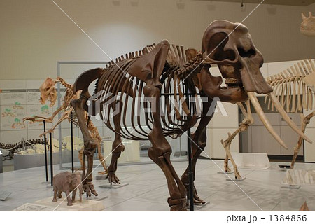 ナウマンゾウ 1384866