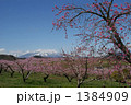 新府の桃畑と八ヶ岳３ 1384909