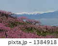 御坂の桃畑と南アルプス１ 1384918