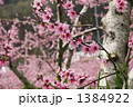 桃の花 1384922