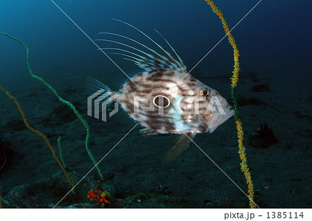 マトウダイ マトウダイ 1385114