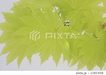 黄金イタヤモミジ 1385408