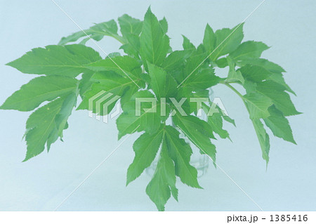 明日葉 1385416